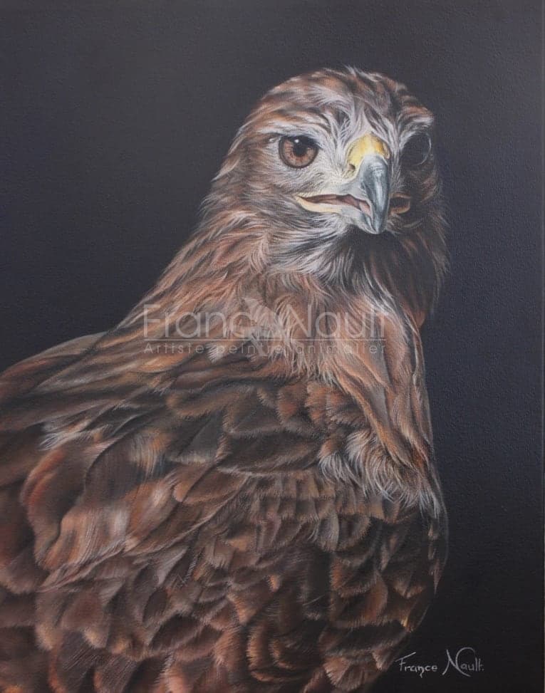 Portrait d’une buse  de Harris