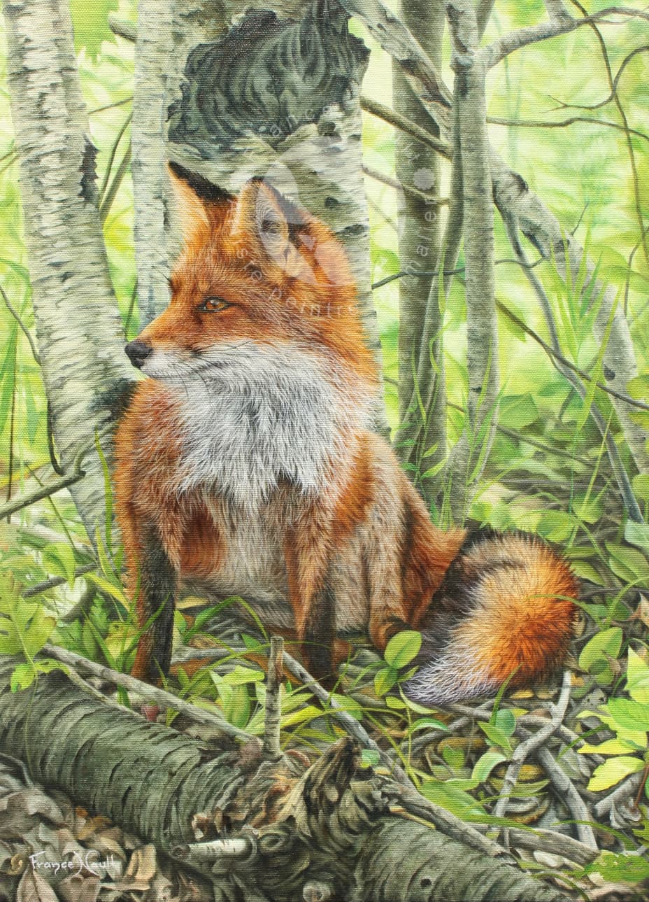 Toujours à l'affut