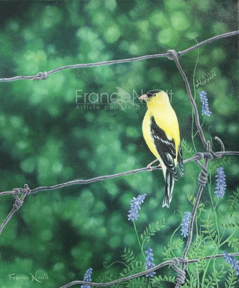 Un chardonneret le matin