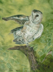 Beauté des clochers